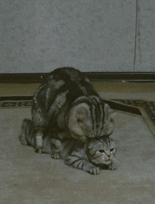 шотландские котята