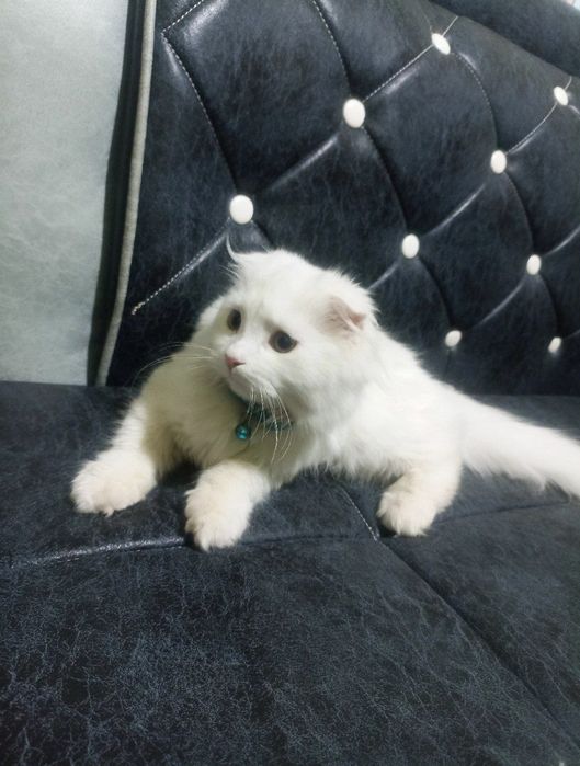 Шотландский весело ухо