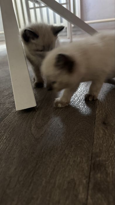 Бесплатно Британский котята