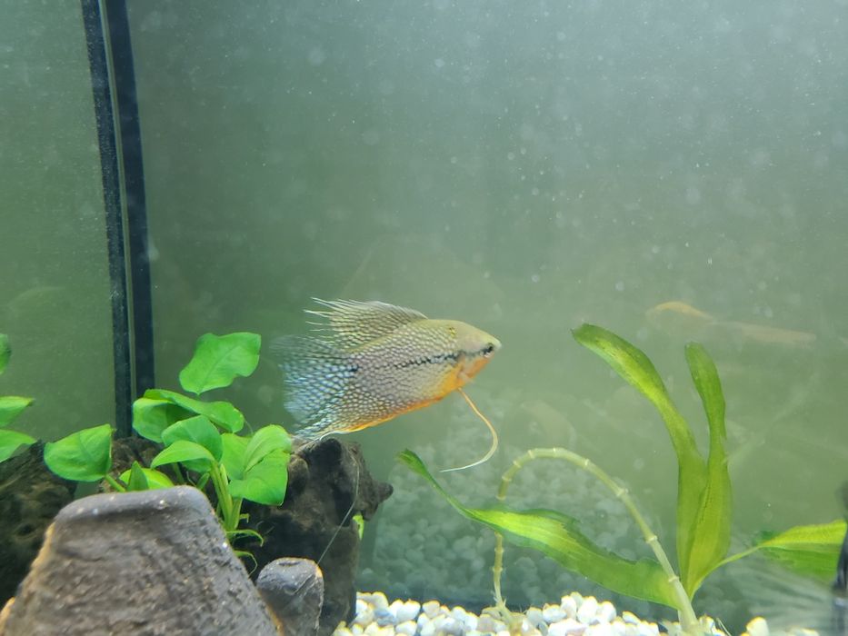 Vand sau schimb 2 pesti Gourami