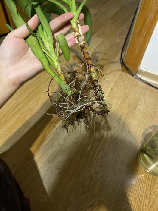 Продам отростки юкки