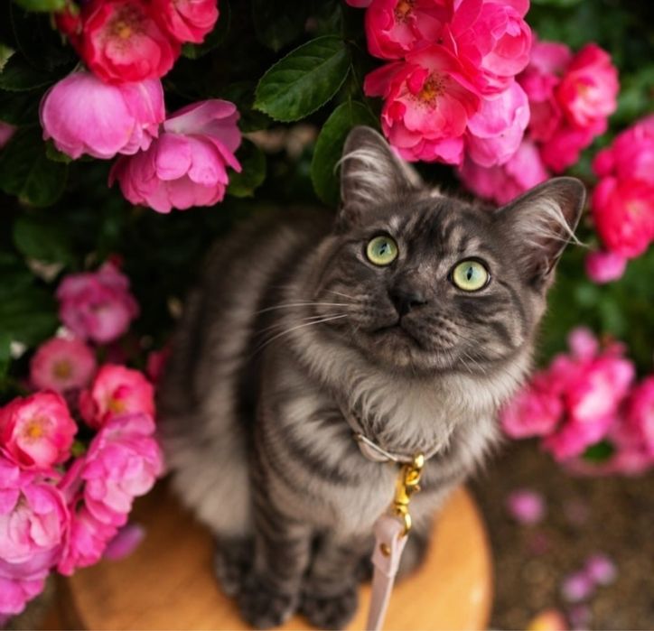 Котик в добрые руки
