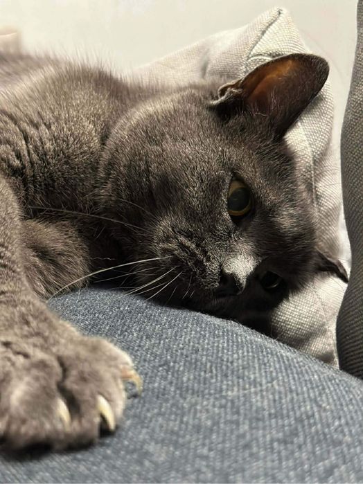 Британска късокосместа