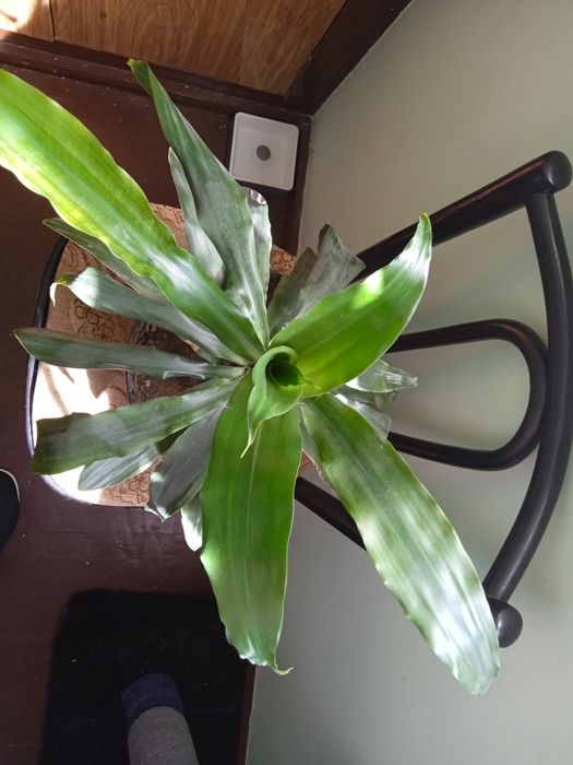 Драцена душистая, 65см