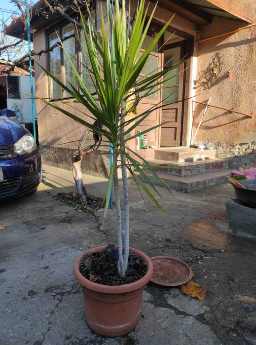 palmier yuca ornamentali pentru interior