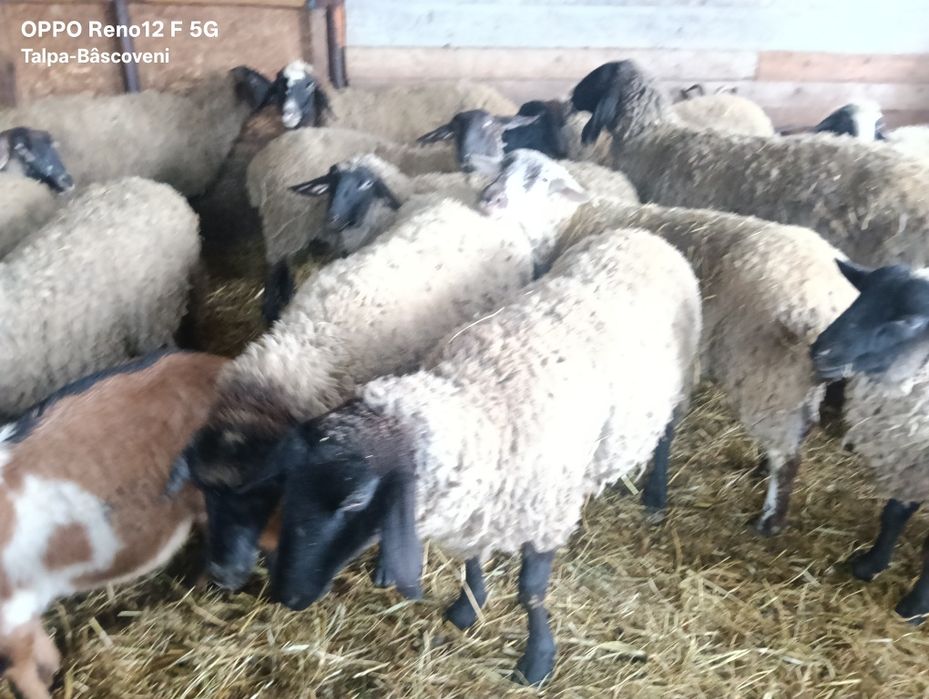 Vând oi Carabase și metiși Carabasa Suffolk,Texel