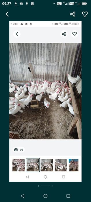 Куры несушки Легорн