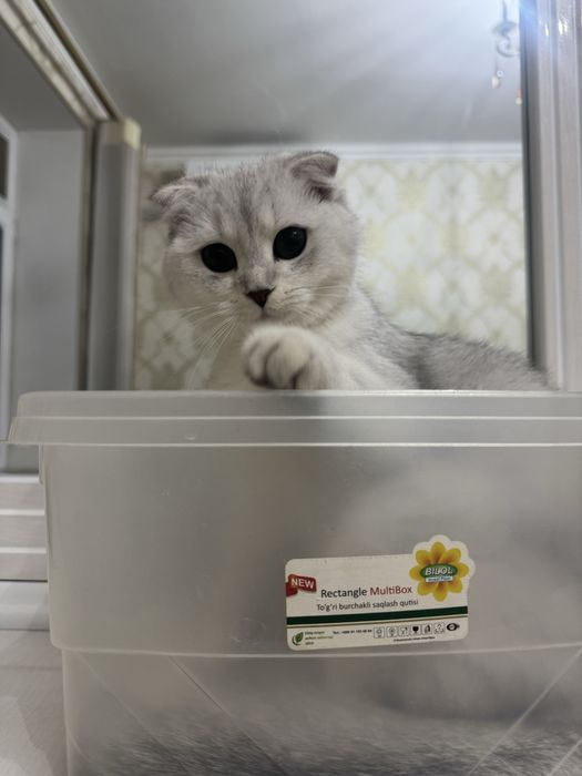 Продаётся домашняя кошка