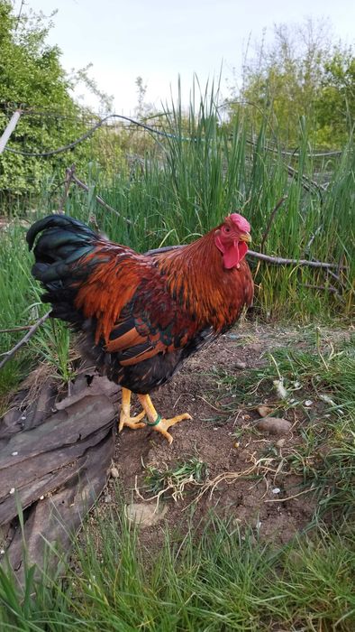 Cocos Wyandotte Auriu Negru
