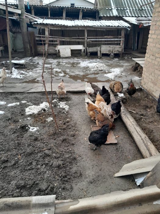 Домашнии тауыктар