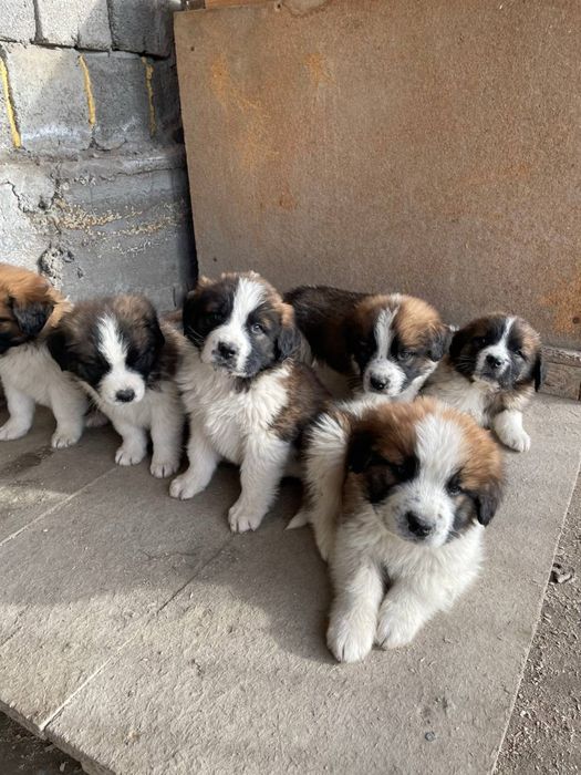 Московская сторожевая щенки