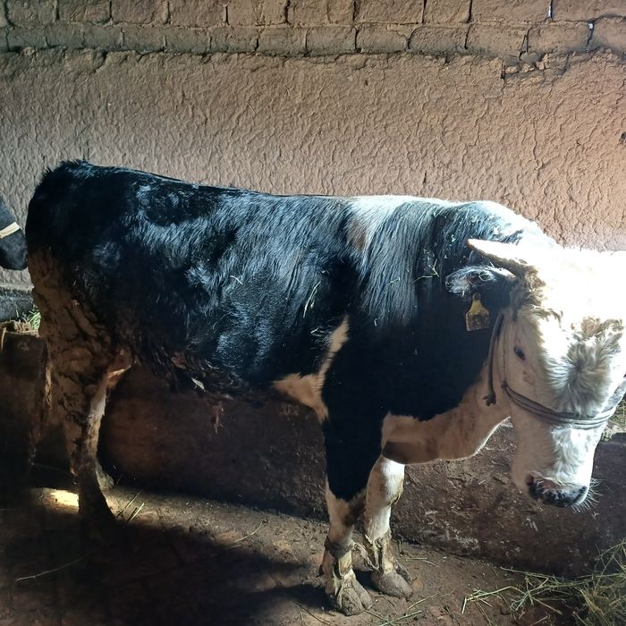 Семіз бордакы букалар.