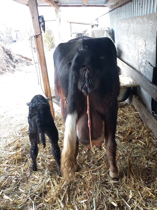 Сүтті  сиыр   бұзауымен сатылады