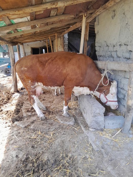 Семинтал сотилади