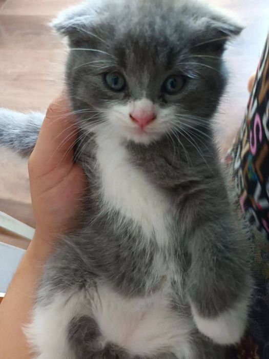 Породисти котёнок 2 месяцев скоттиш фолд чисто кровний