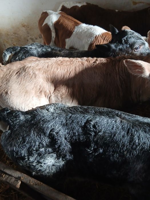 Taurasi si vitele belgiene si baltati