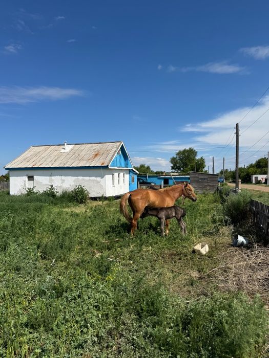 Продаётся дом с большим участком