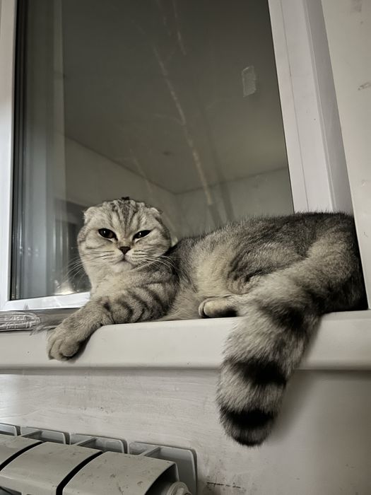 Шотландская вислоухая