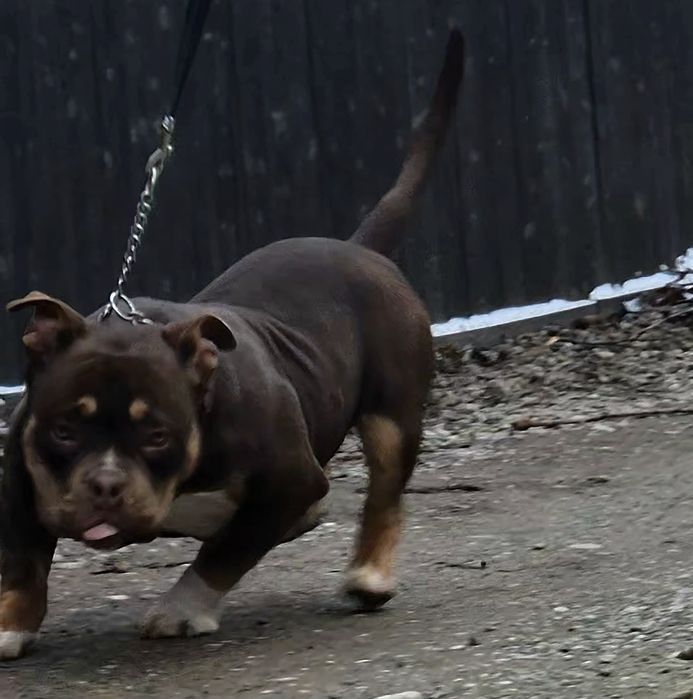 Mascul American Bully cu pedigree ABKC