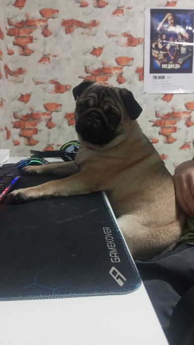 Мопс девочка 8 месяцев