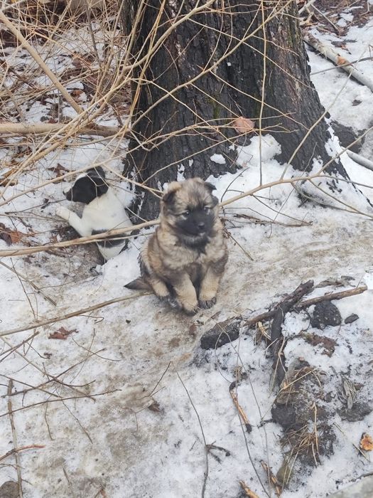 Милые щенята, девочки