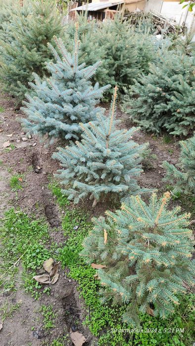 Элегантное дерево для вашего сада — Голубая ель Picea Pungens Glauca!