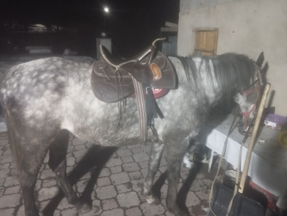 Аигыр сатылады багасы 750000мын