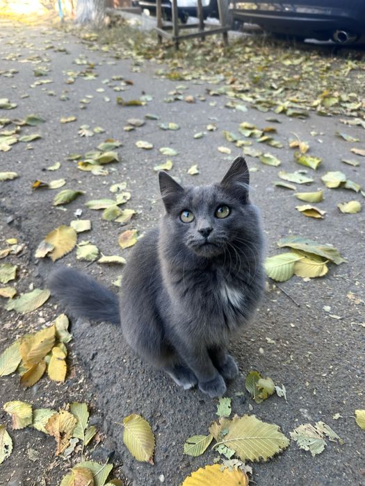 Ласковый котенок