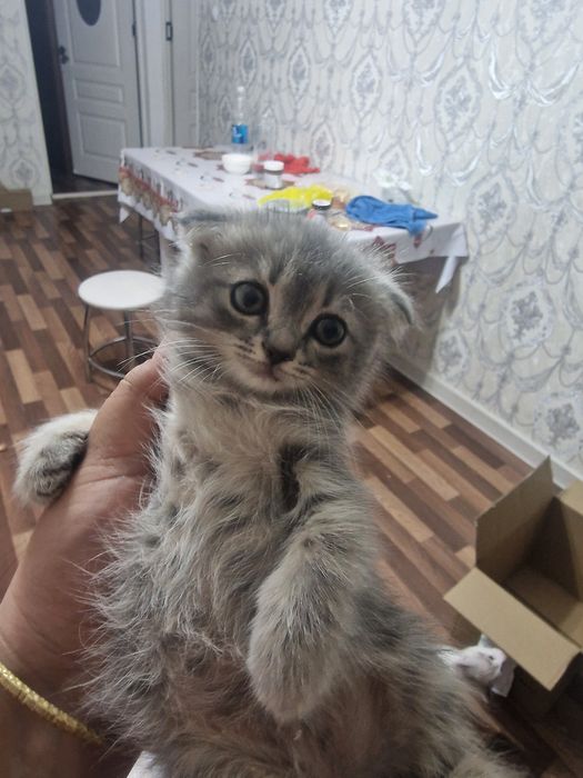Британский котенок