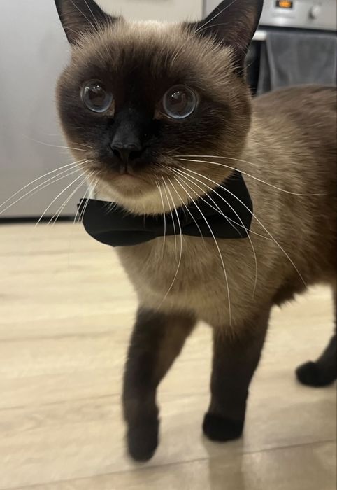 Отдам кота в добрые руки Ричи