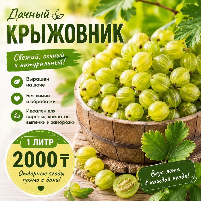 Крыжовник дачный свежесобранный