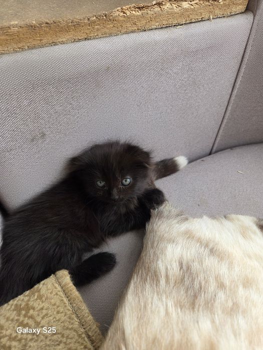 Отдам котят в добрые руки