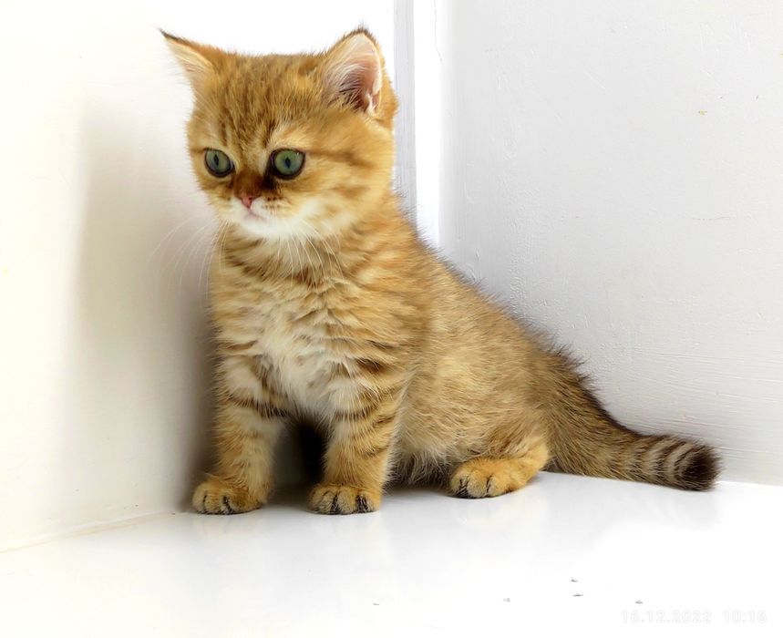 коТики и КошеЧки БриТансКие.