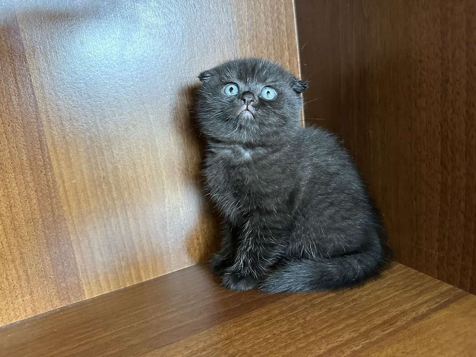 Британска късокосместа и Шотландска клепоуха котка