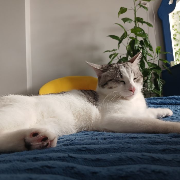 Кот 9 месяцев очень хороший