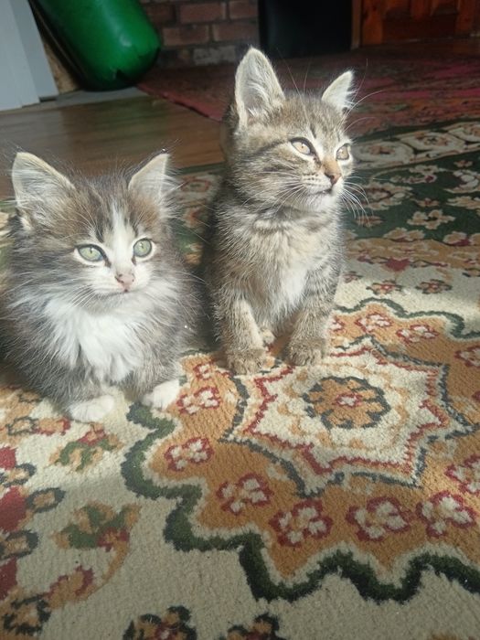 Котята домашние обоятельные