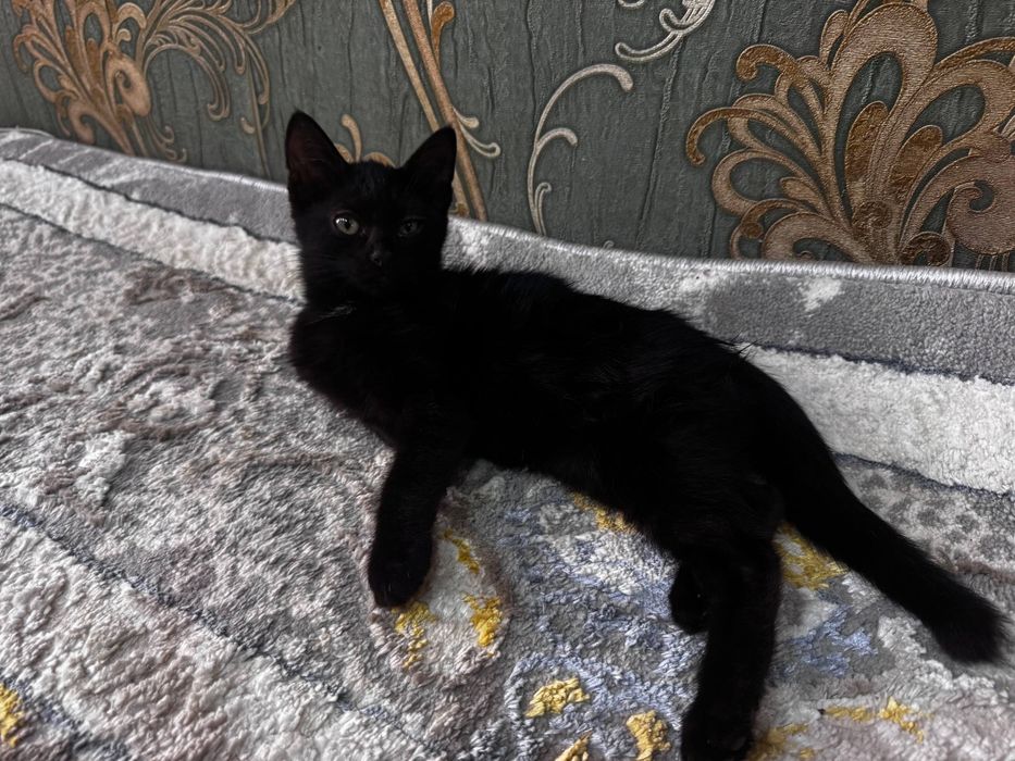 Отдам даром котенка в добрые руки