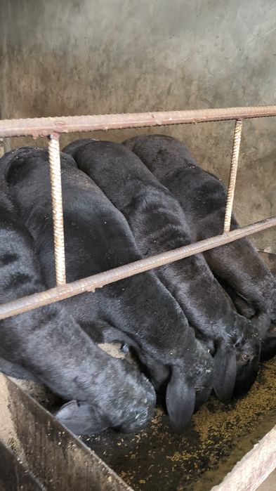 Qassob xizmati , qoy bor