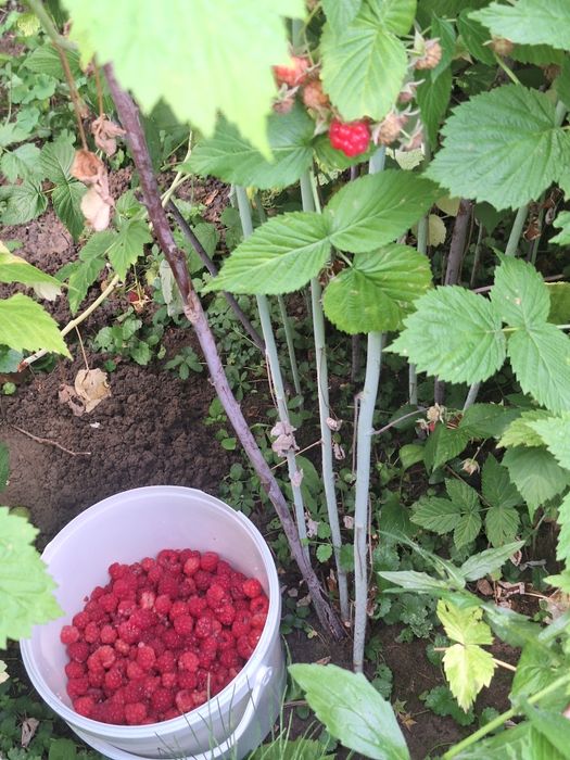 Butasi de mur THORNFREE,dragoni de zmeura THE LATHAM și Polka.