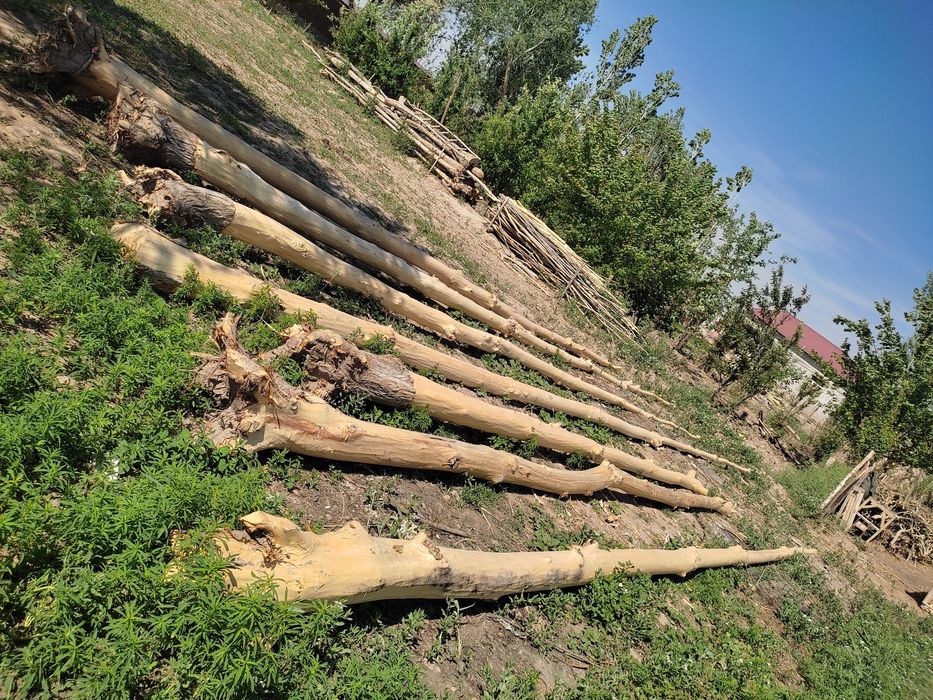 Ак терек (Aq terek) satiladi