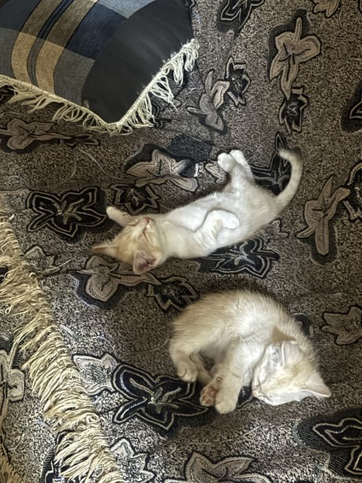 Отдам котят , 2 месяца, мальчики