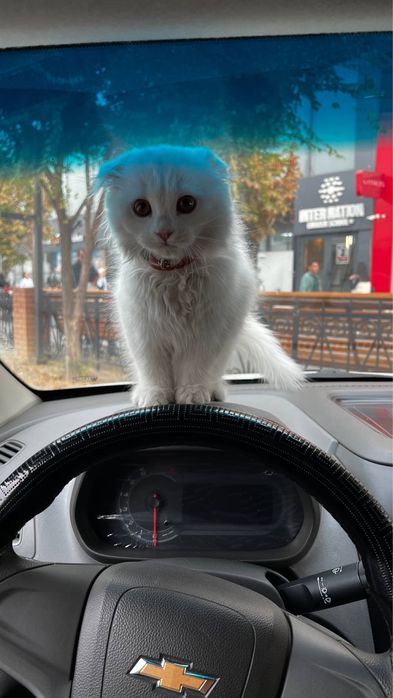 Scottish strayt mushukcha