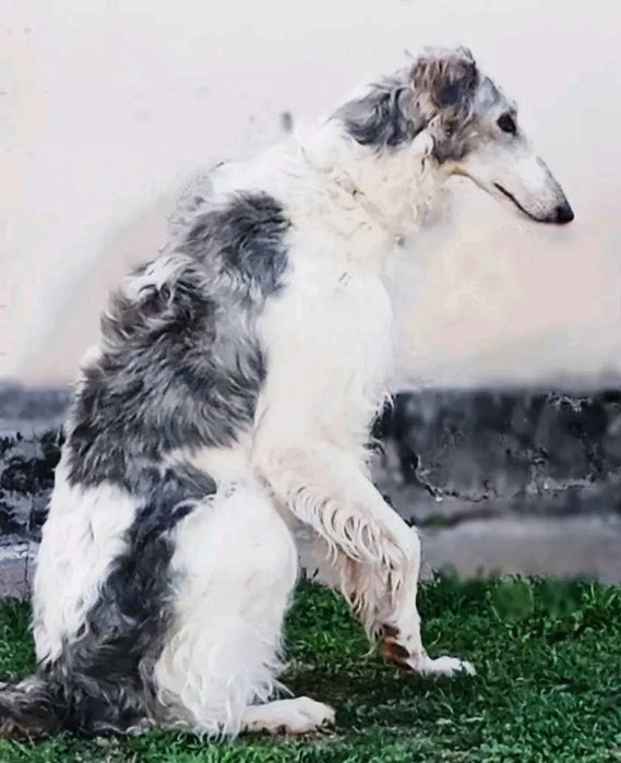 Русская псовая борзая