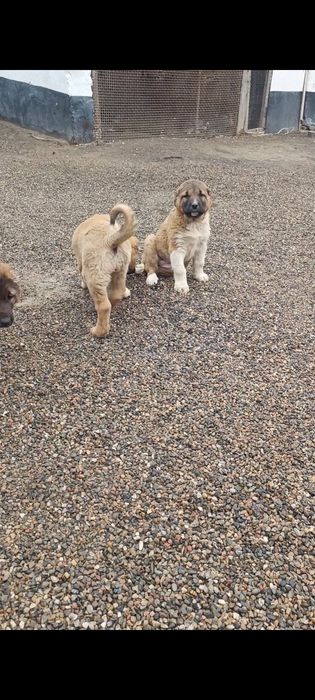 Продам щенков САО Алабая