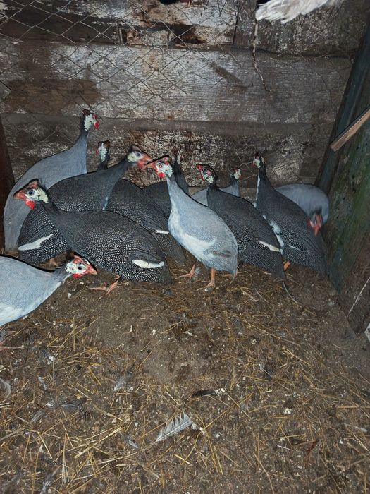 Продам молодых цесарок