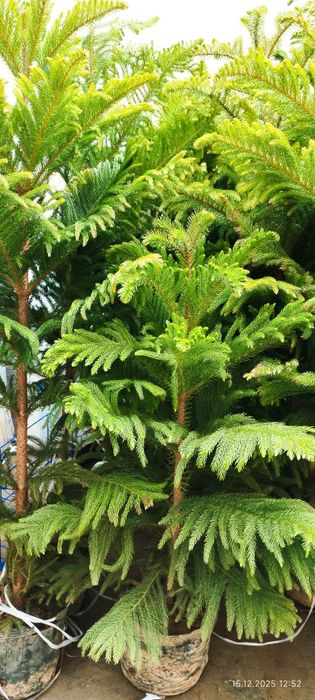 Араукария кислородный ёлка