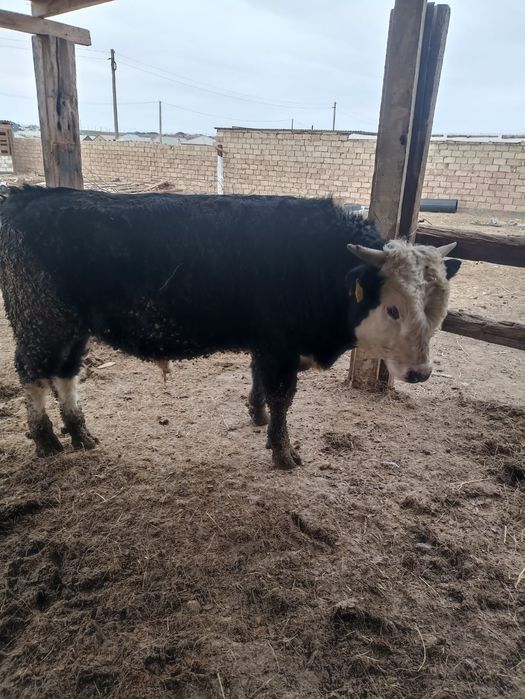Сиыр Бұқа 1.5жас сатылады