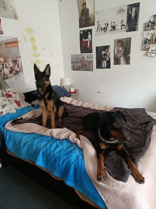 Pet Sitter Bucuresti