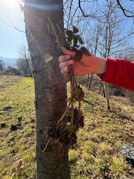 Vând butași de mure – soi Thornfree