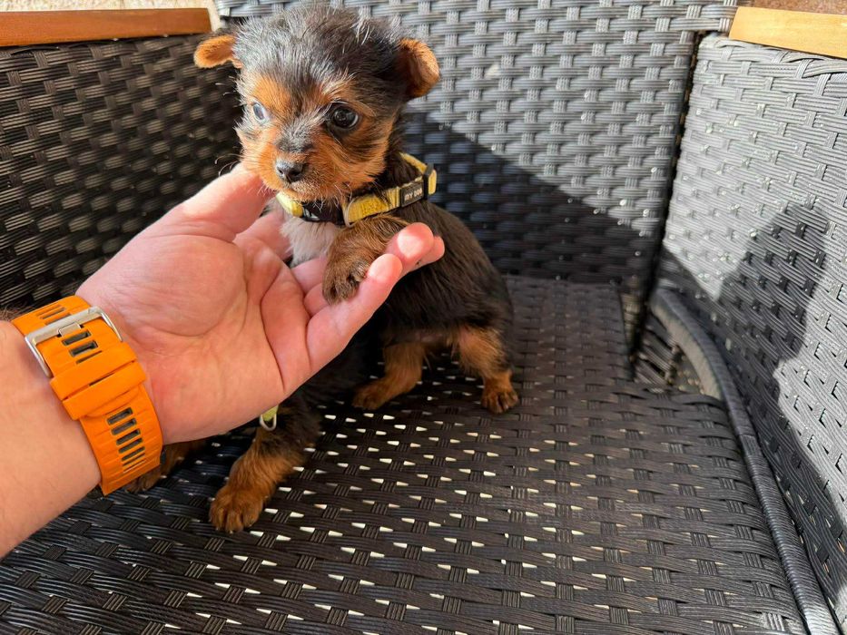 Мини Йоркширски териер Актуално от 4.1.2026